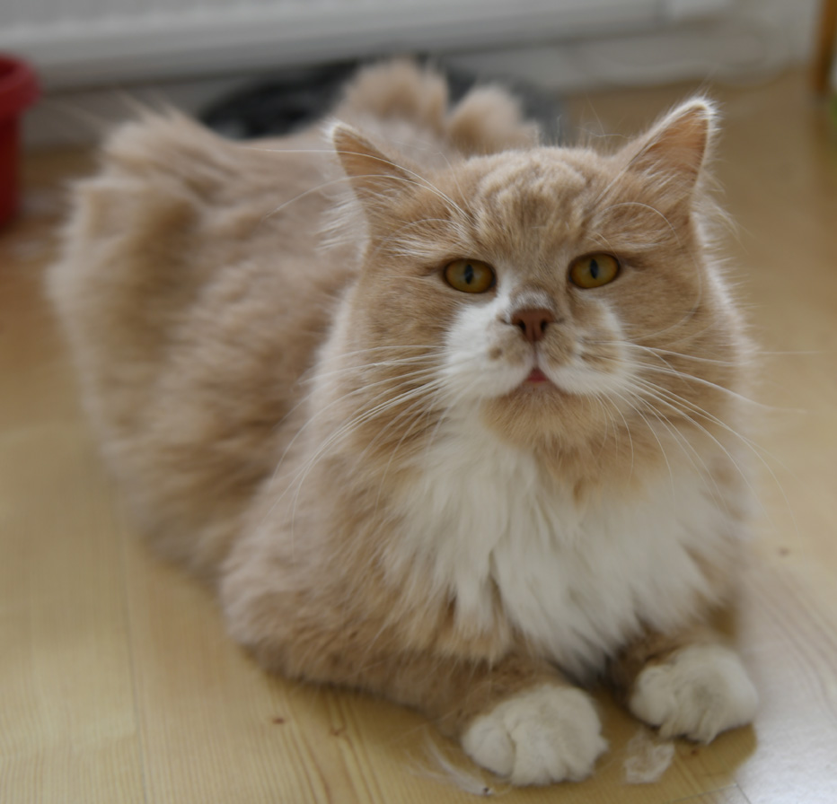 sibirisk katt Ozzy